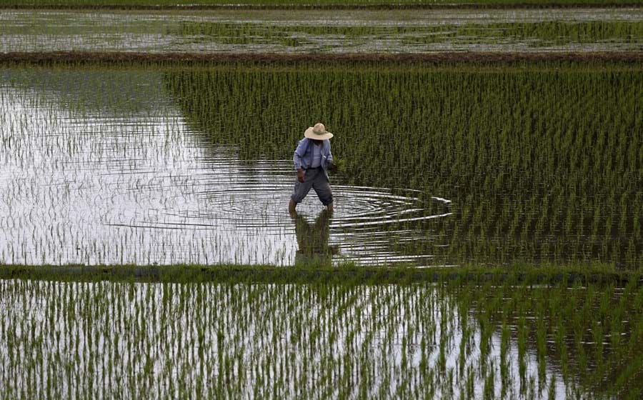 É na Ásia que se concentram os maiores produtores de arroz do mundo. Índia, Tailândia e Vietname preenchem o pódio das exportações.