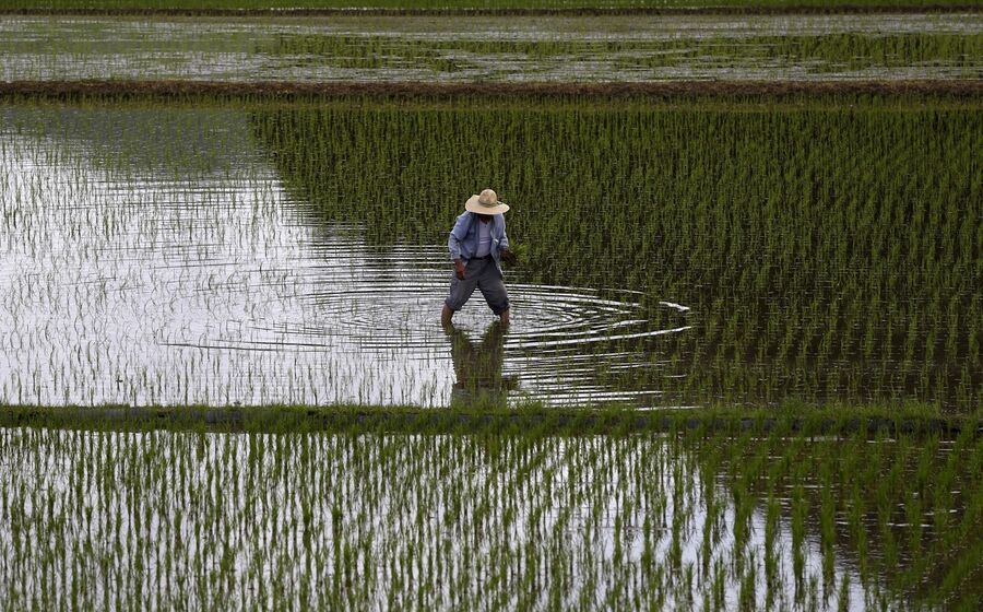 arrozal ásia arroz