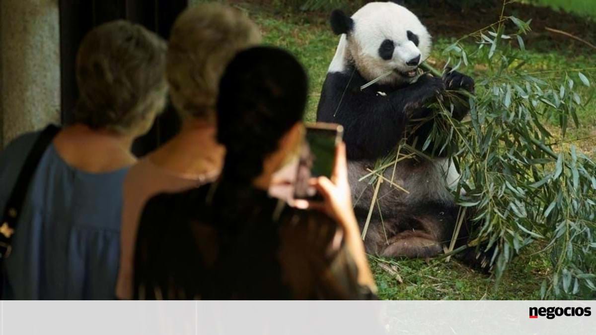 China fordert die USA auf, den Riesenpanda zurückzugeben – in die Welt