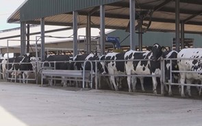 Há “dumping” no setor do leite em Portugal