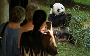 China exige a EUA que devolva pandas-gigantes 