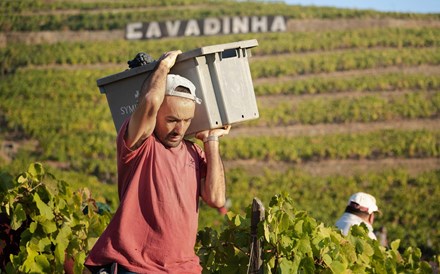 Maior proprietário de quintas no Douro prevê 'uma das vindimas de melhor qualidade'