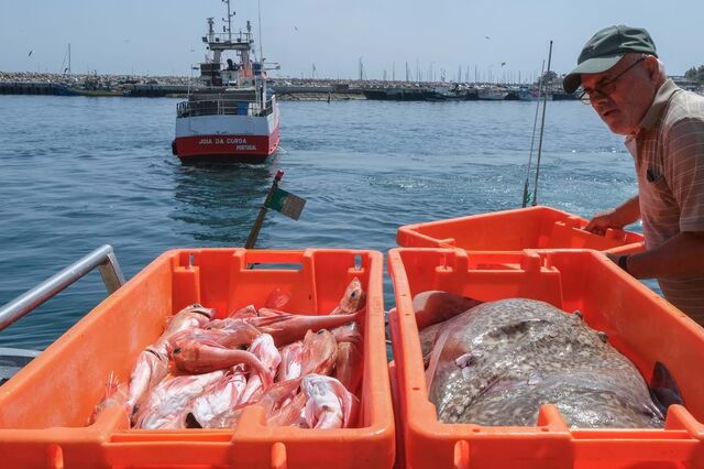 Portugal recebe selo azul na pesca da sardinha