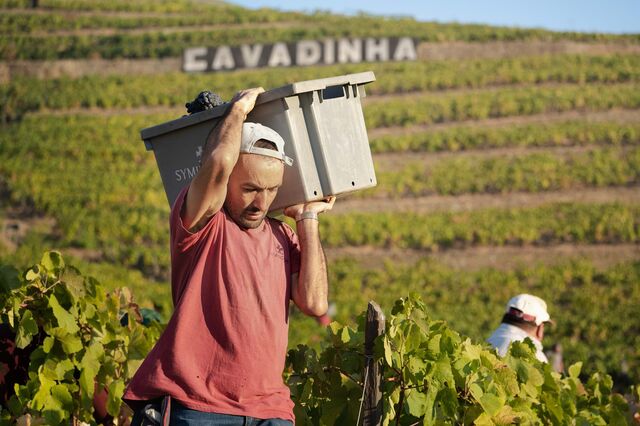 Maior proprietário de quintas no Douro prevê 'uma das vindimas de melhor qualidade'
