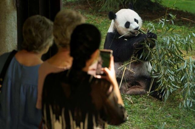 China exige a EUA que devolva pandas-gigantes 