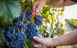 Sustentabilidade no vinho vai das técnicas de produção na vindima até às garrafas.