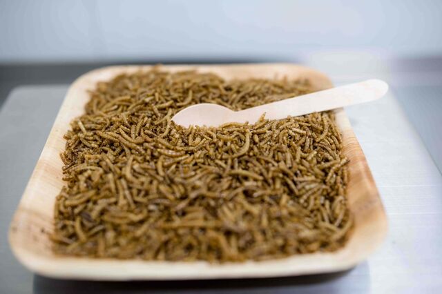 Larvas em tartes, bolos, barras proteicas e massas