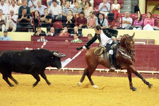 Paragrafino Pescada entra a trote na tauromaquia sentimental e acaba em decotes