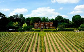 O maior dono de quintas do Douro compra a mais antiga vinha comercial do Reino Unido 