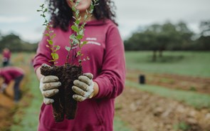 125 voluntários da Corticeira Amorim vão plantar mais 2.500 sobreiros