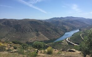 douro, vinho, vinha