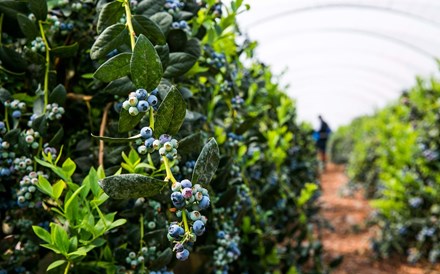 Fruta e legumes ganham terreno nas exportações