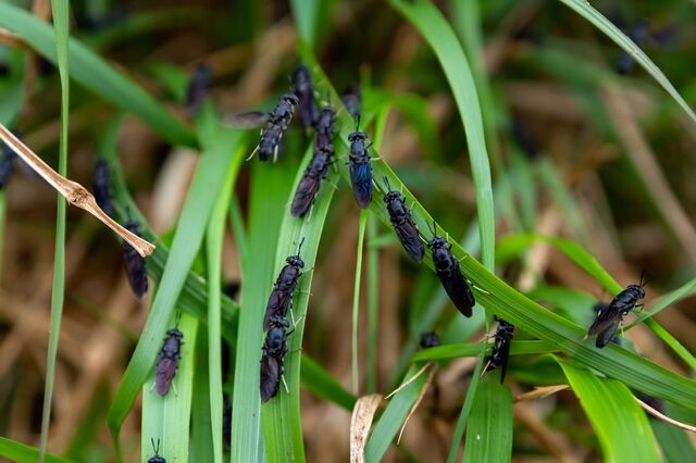 Santarém vai centralizar indústria de produção de insetos