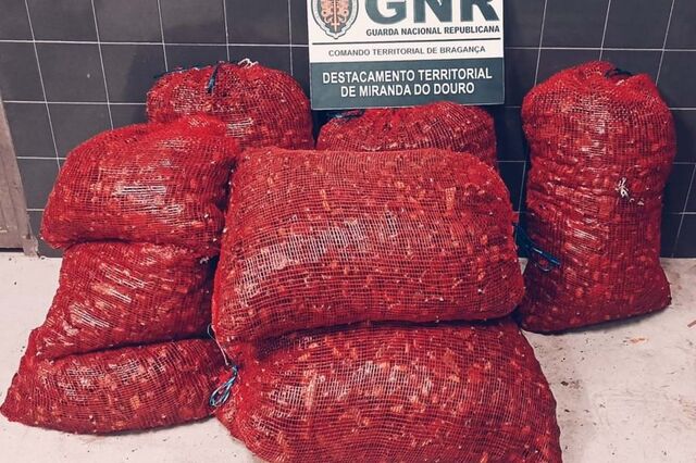 Depois das azeitonas, furtos no campo chegam às castanhas