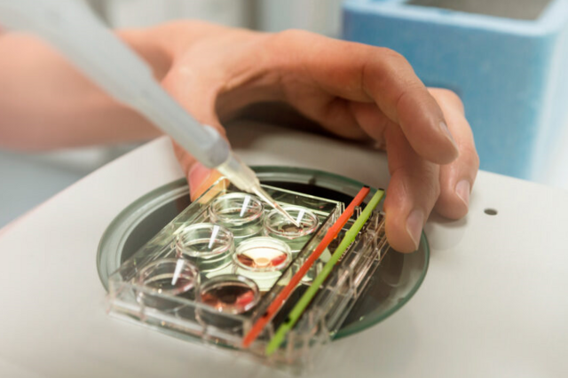 Grupo alemão instala-se em Portugal com clínicas de fertilidade