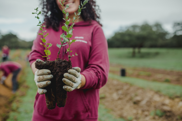 125 voluntários da Corticeira Amorim vão plantar mais 2.500 sobreiros