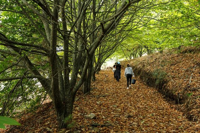 Governo quer investir 246 milhões por ano para rentabilizar floresta