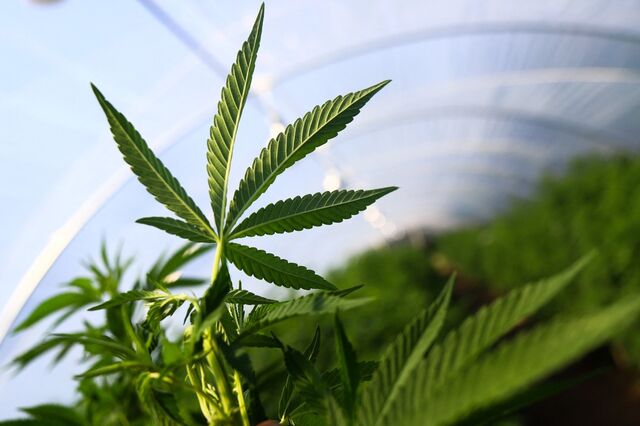 Produtora de canábis vai a leilão por 102 mil após “queimar” oito milhões