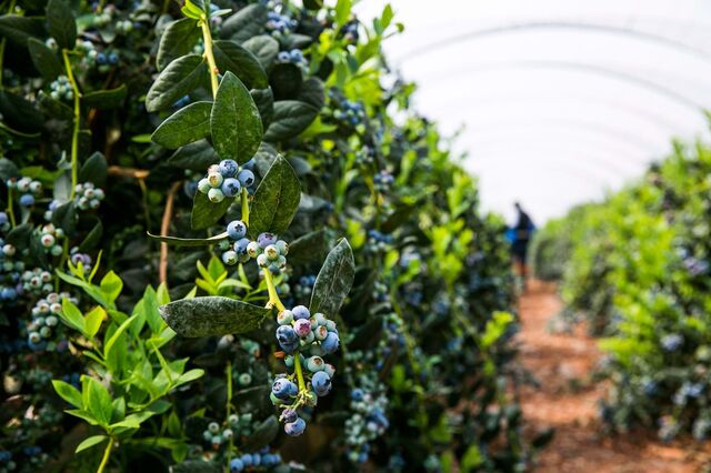 Fruta e legumes ganham terreno nas exportações