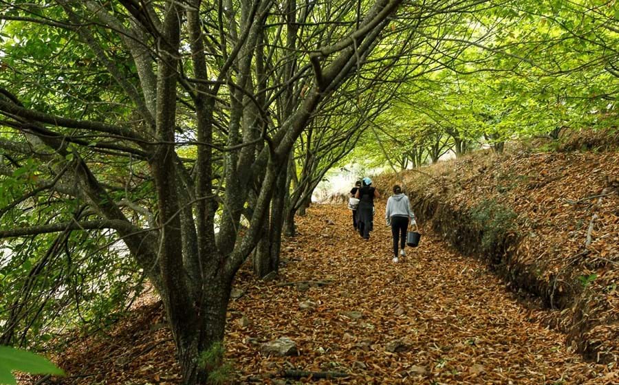 Portugal é um país florestal, mas sem cultura florestal”, afirma Rosário Alves, diretora executiva da Forestis.