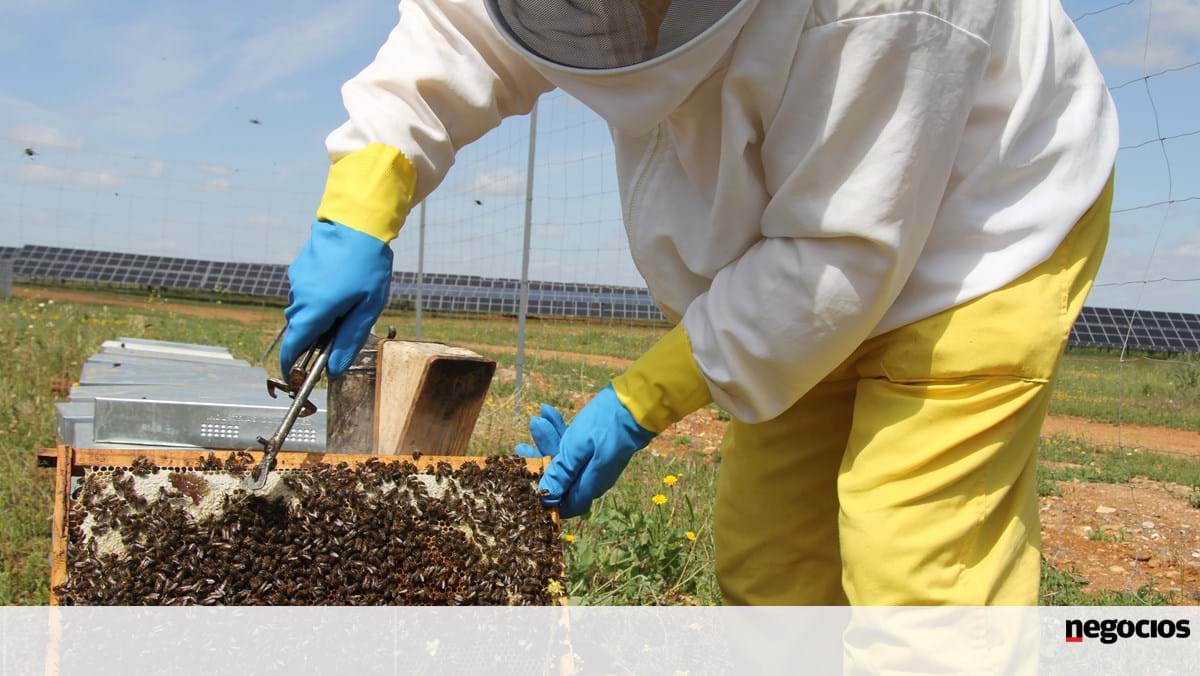 Além de eletricidade renovável, Endesa agora produz "mel solar" nas suas centrais fotovoltaicas