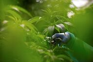 cannabis, canábis