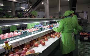 Zanga de irmãos atira gigante das maçãs para falência com dívidas de 11 milhões