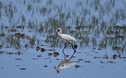 Parque de Doñana retirado da Lista Verde da IUCN devido a má gestão