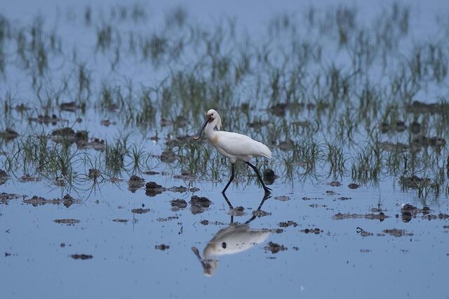 Parque de Doñana retirado da Lista Verde da IUCN devido a má gestão