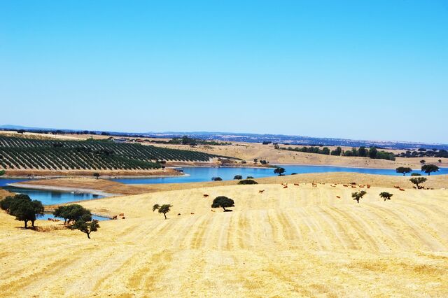 Alentejo pode ser “laboratório vivo” de soluções para alterações climáticas