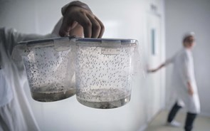 Portugal quer ser líder mundial na produção de insetos 