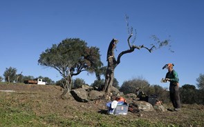 Quase 2.200 oliveiras abandonadas foram salvas em 2023 pela Transição Justa em Portugal e Espanha