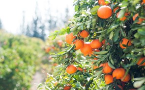 Algarve: Agricultores alertam que cortes de água colocam em risco 95 mil toneladas de frutos 