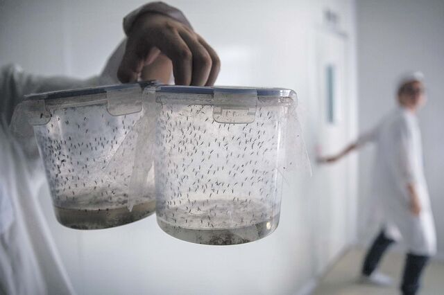 Portugal quer ser líder mundial na produção de insetos 