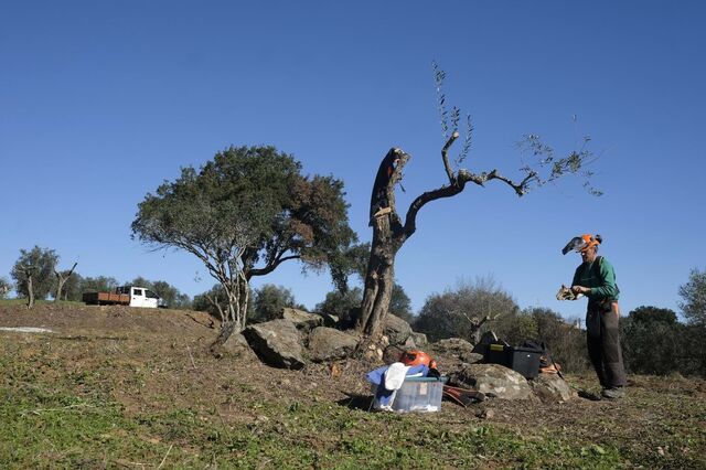 Quase 2.200 oliveiras abandonadas foram salvas em 2023 pela Transição Justa em Portugal e Espanha