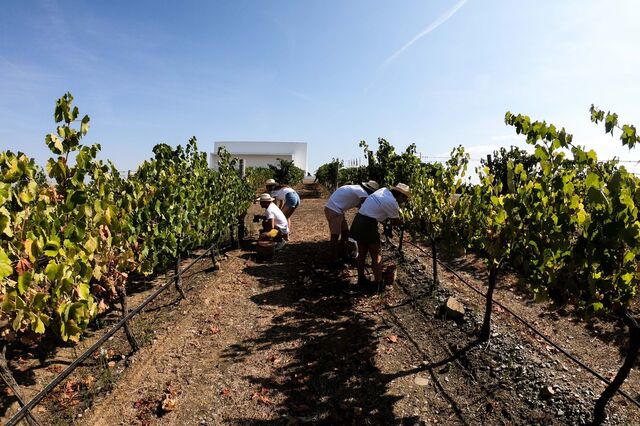 Chianti alentejano 