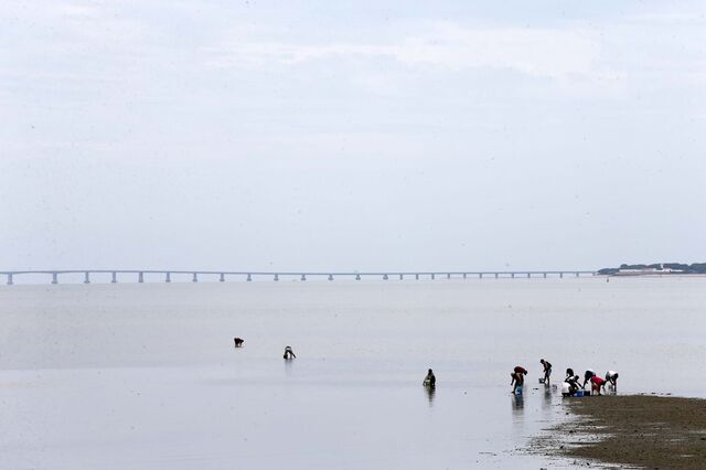 Nova lei das pescas prevê número ilimitado de tripulantes estrangeiros