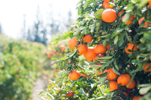 Algarve: Agricultores alertam que cortes de água colocam em risco 95 mil toneladas de frutos 