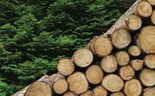 Cooperativa apostou na transparência do negócio florestal 