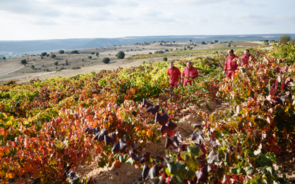 Sogrape espera aumento de produção no Douro e Alentejo entre 30 a 40%.