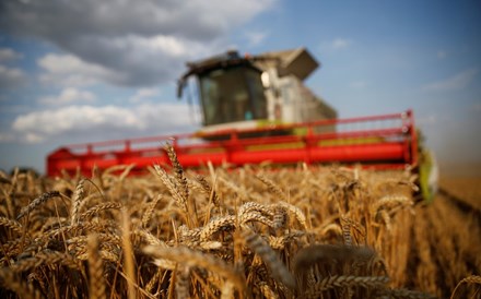 Cereais na mó de baixo. El Niño não deixa separar trigo do joio