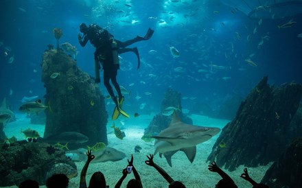 Zoos e aquários assumem-se como defensores da biodiversidade