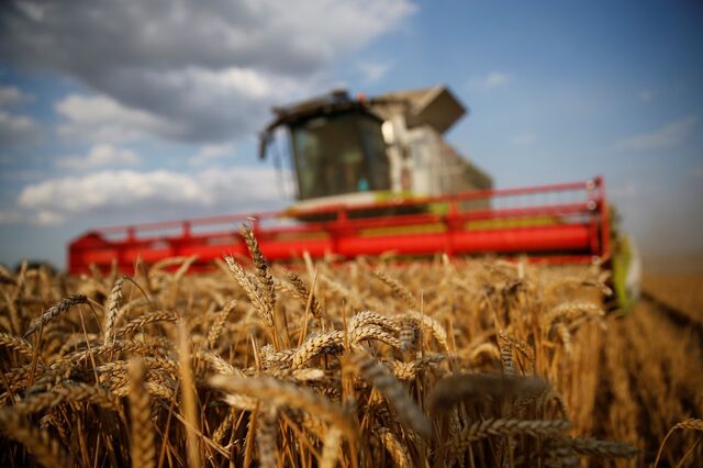 Cereais na mó de baixo. El Niño não deixa separar trigo do joio