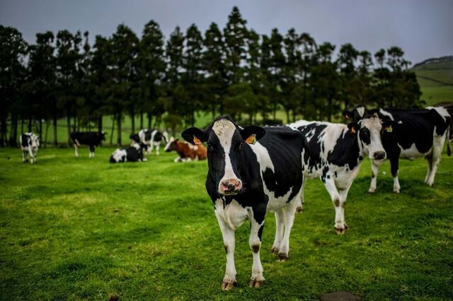 Bovinos são os novos ovos nos EUA. E por cá também