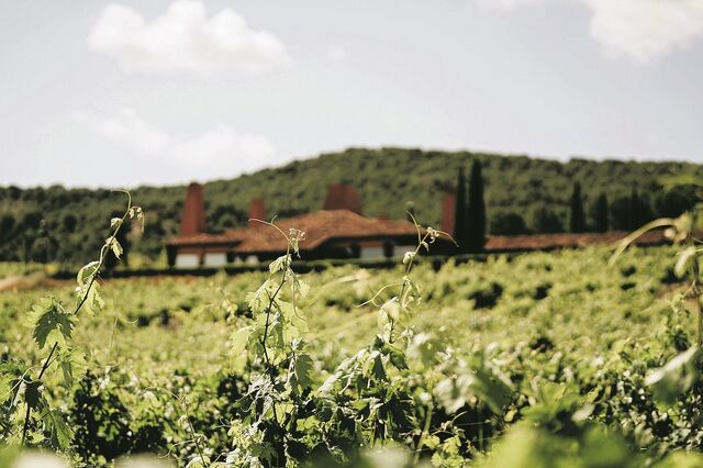 Sogrape compra Viña Mayor no lado espanhol do Douro