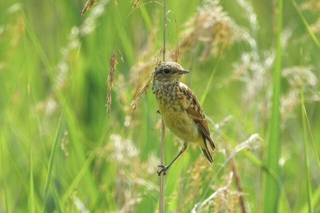 Parlamento Europeu aprova lei para restaurar pelo menos 20% dos habitats até 2030