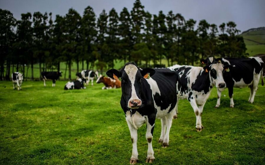 Carne de vaca está cada vez mais cara.
