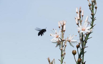 A primavera está cada vez mais silenciosa 