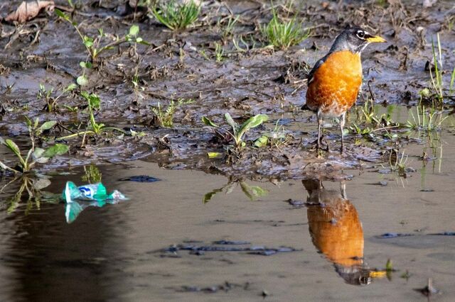 Menos de 1% das empresas divulga impactos ambientais adversos