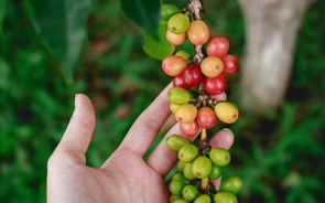 Indústria do café com dificuldade em cumprir legislação da UE contra desflorestação